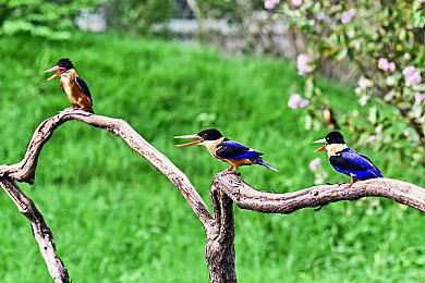 《幻兽帕鲁》开发商新作《不寐之境：女巫与诅咒》宣布跳过ea阶段直接发售