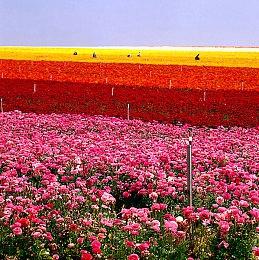 『三国志 霸道』新赛季「群星激斗」第二期开幕！